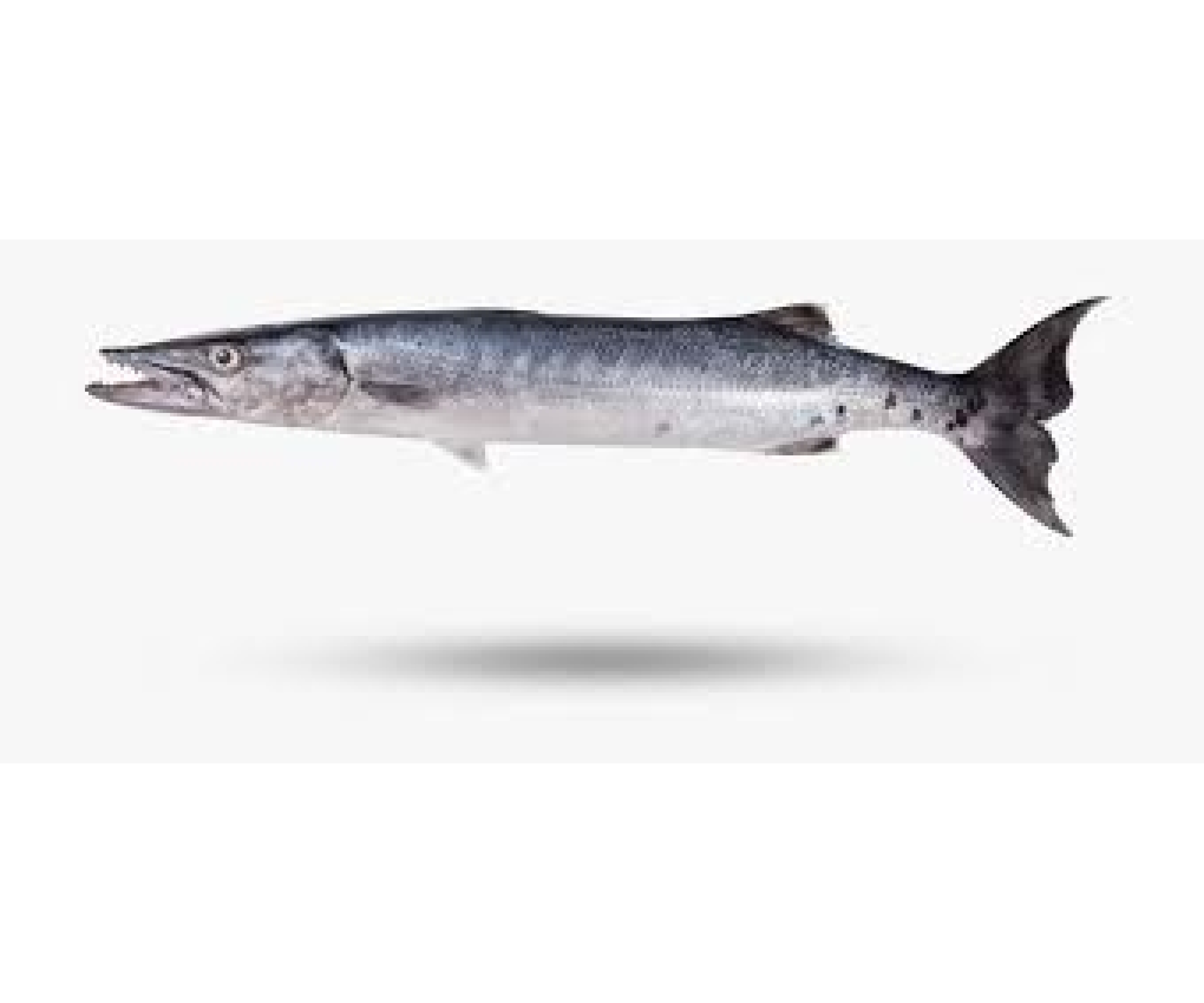 BARACUDA FISH BARACUDA FISH