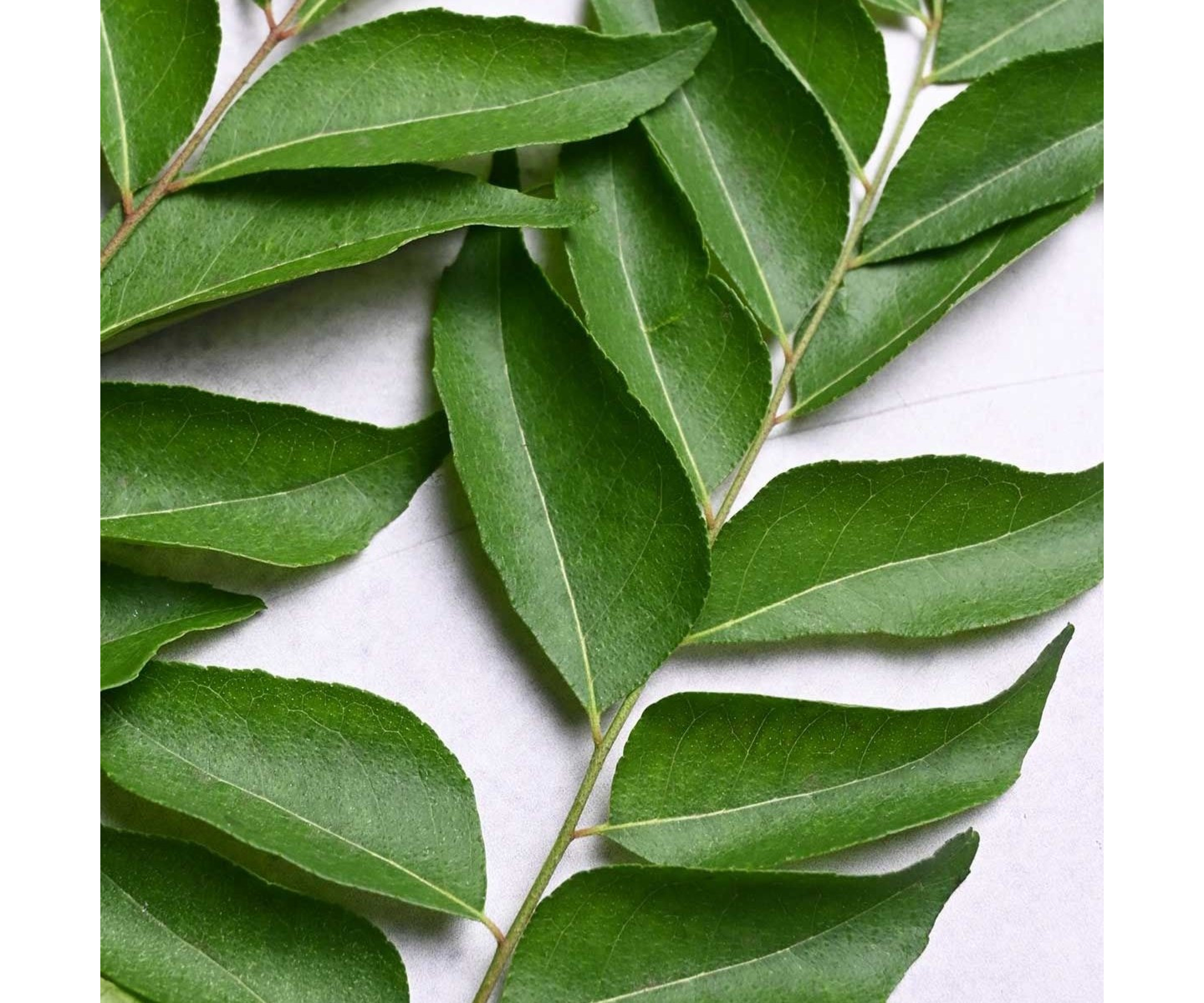 CURRY LEAVES CURRY LEAVES